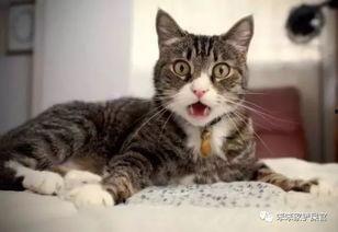 娱乐吃瓜酱母猫,揭秘娱乐圈幕后故事